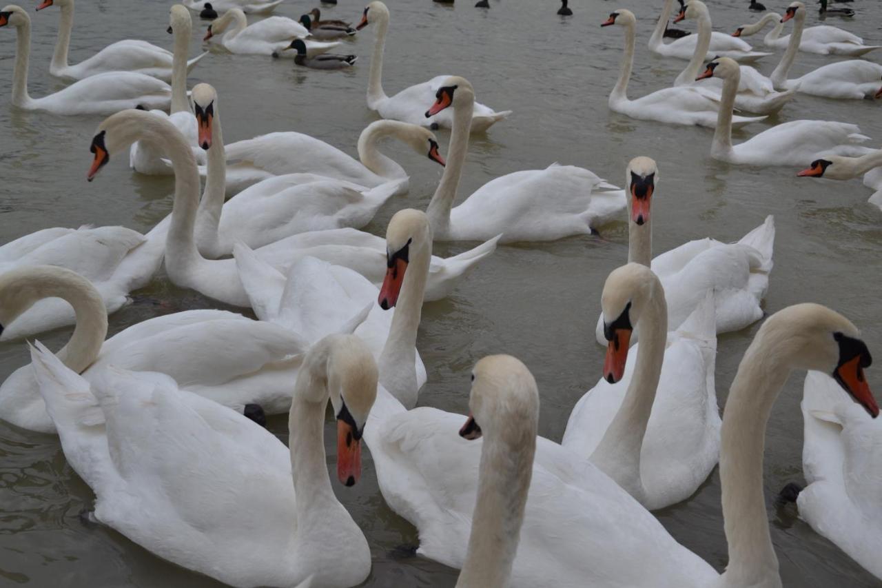 Bed and Breakfast Gostisce Jezero Медводе Экстерьер фото