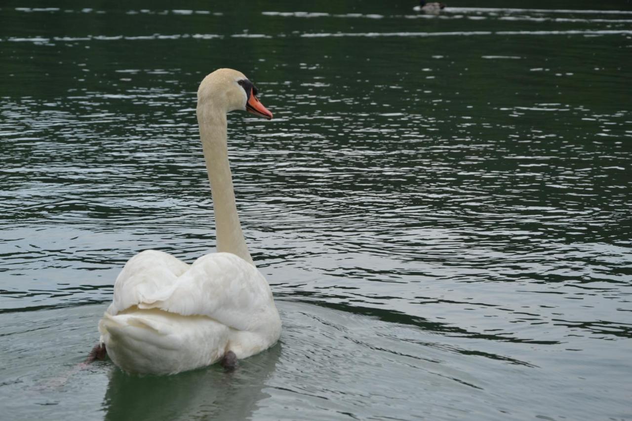 Bed and Breakfast Gostisce Jezero Медводе Экстерьер фото